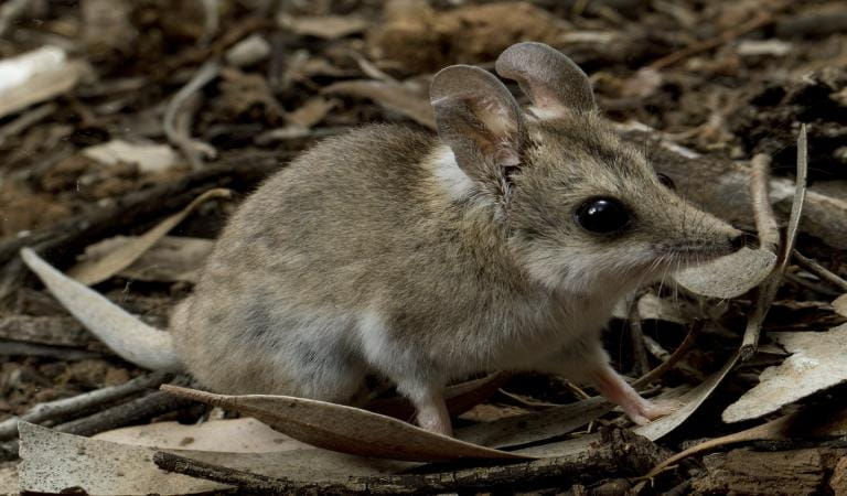 A Fat-tailed Dunnart foraging through coarse woody debris in Murray Sunset National Park. Photography by David Paul, Museums Victoria