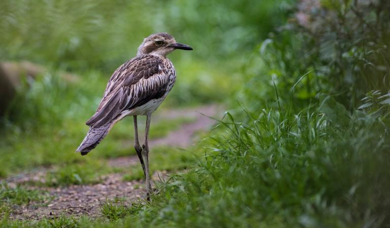 Bush Stone-Curlew walks through Serendip-Sanctuary. Photography by Museums Victoria.