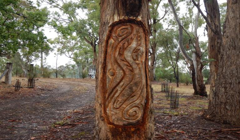 Image of scar tree on Wurundjeri Woi Wurrung Country shows cultural practice is ongoing. Photography by Parks Victoria