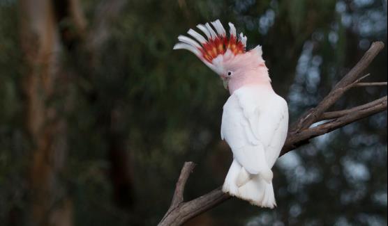 Major Mitchell's Cockatoo perched atop a branch at Moonlit Sanctuary Victoria. Photography by Museums Victoria.