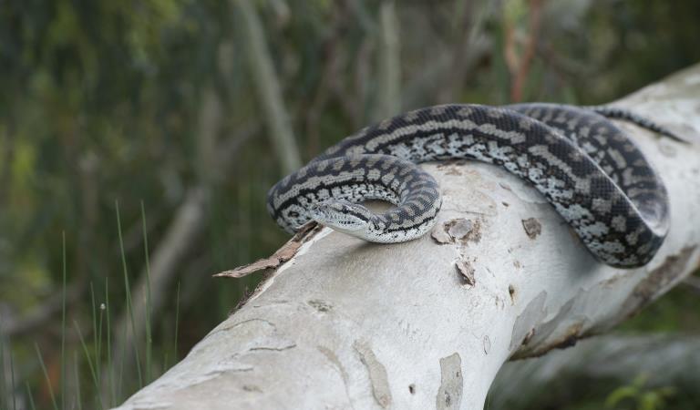 A  carpet python slithers along a fallen log. Photography by Museums Victoria. 