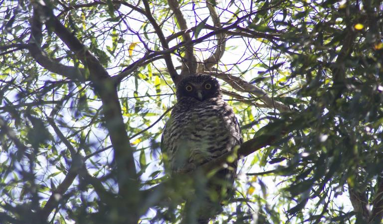 A powerful owl keeping watch atop a branch in the Grampians National Park. Photography by Museums Victoria.