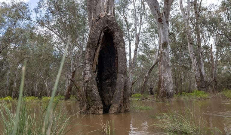An Aboriginal scar tree submerged within the Ovens River on Yorta Yorta Country in the Warby-Ovens National Park. Photography by Parks Victoria.
