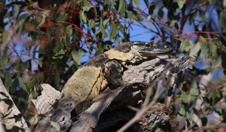 A lace monitor lounges in the sun in the Warby Ranges. Photography by Parks Victoria.