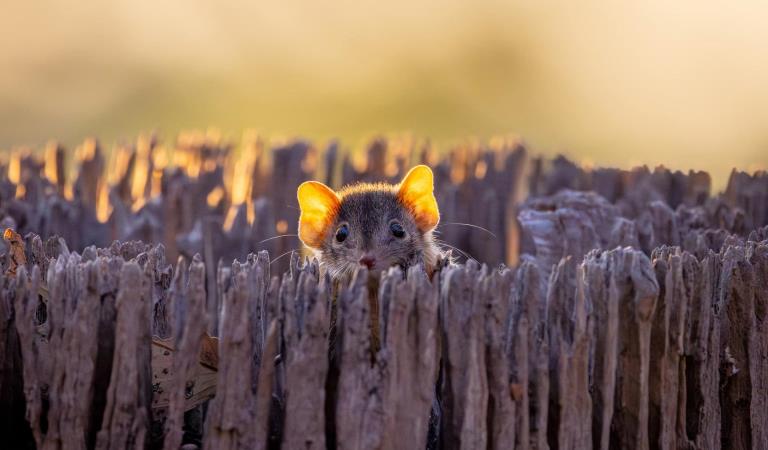 A Yellow-footed antechinus peers from a decaying trunk in Greater Bendigo Regional Park. Photography by Mal Whitehead.