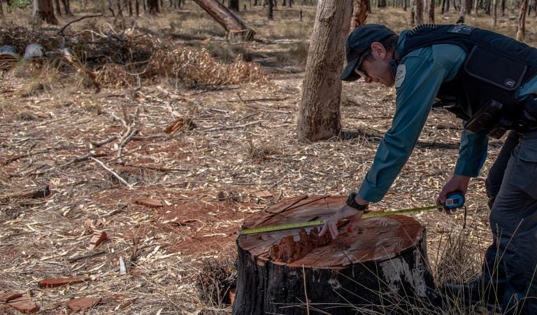 Parks Victoria Authroised Officers investigate a case of illegal firewood theft