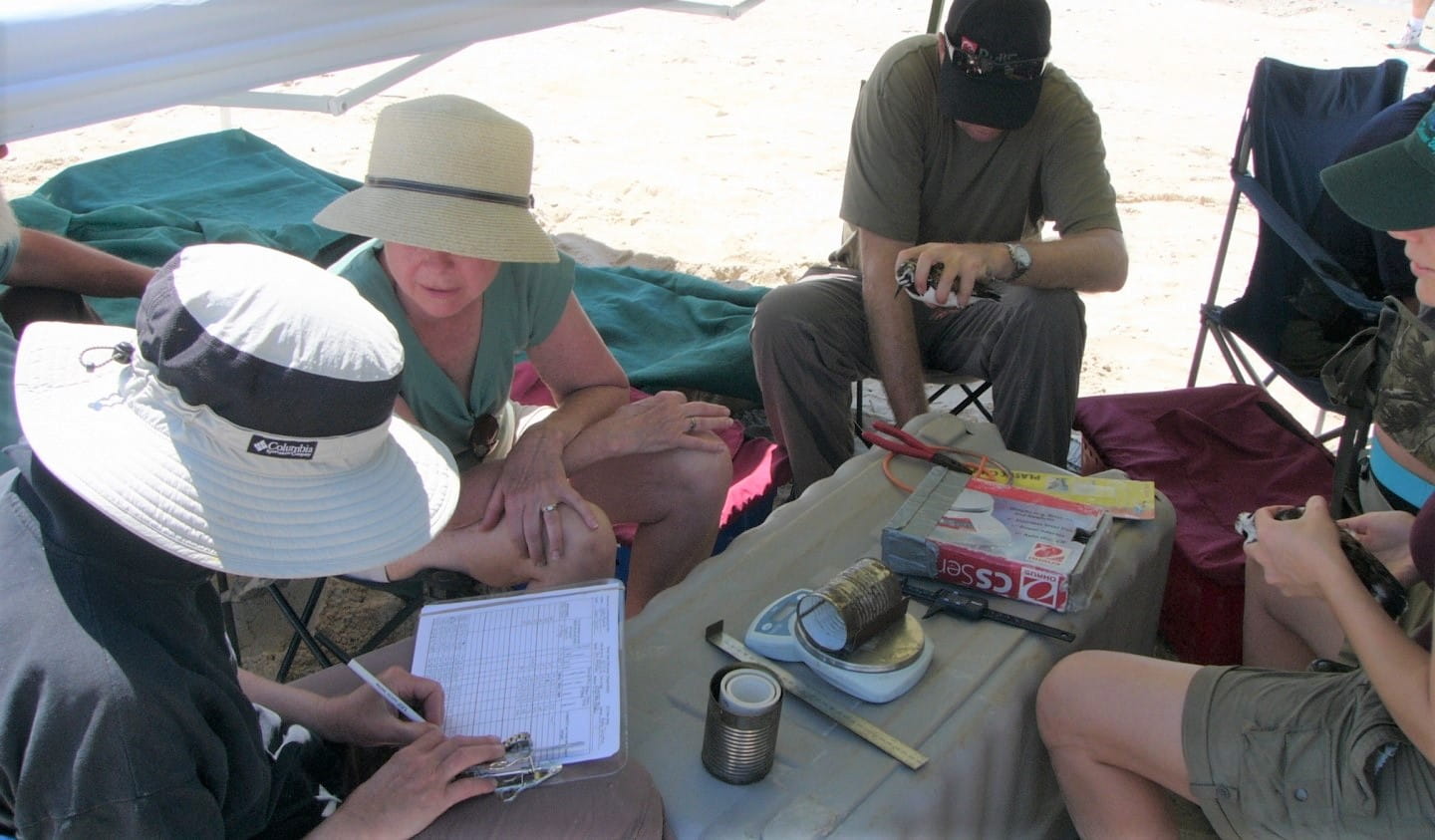 Volunteers recording data on birds