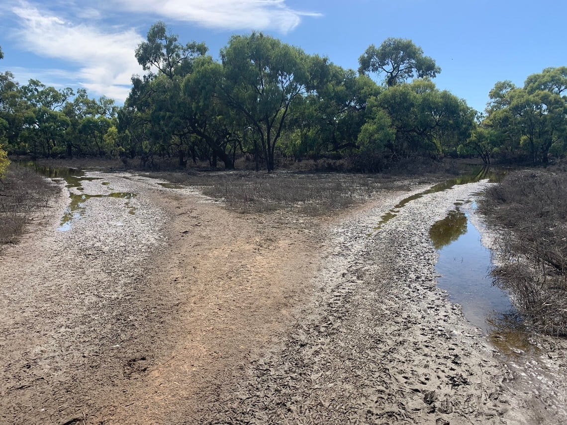 A fork in the road, both unsealed and holding a lot of water. Prints from animals have been imprinted in the soft mud.