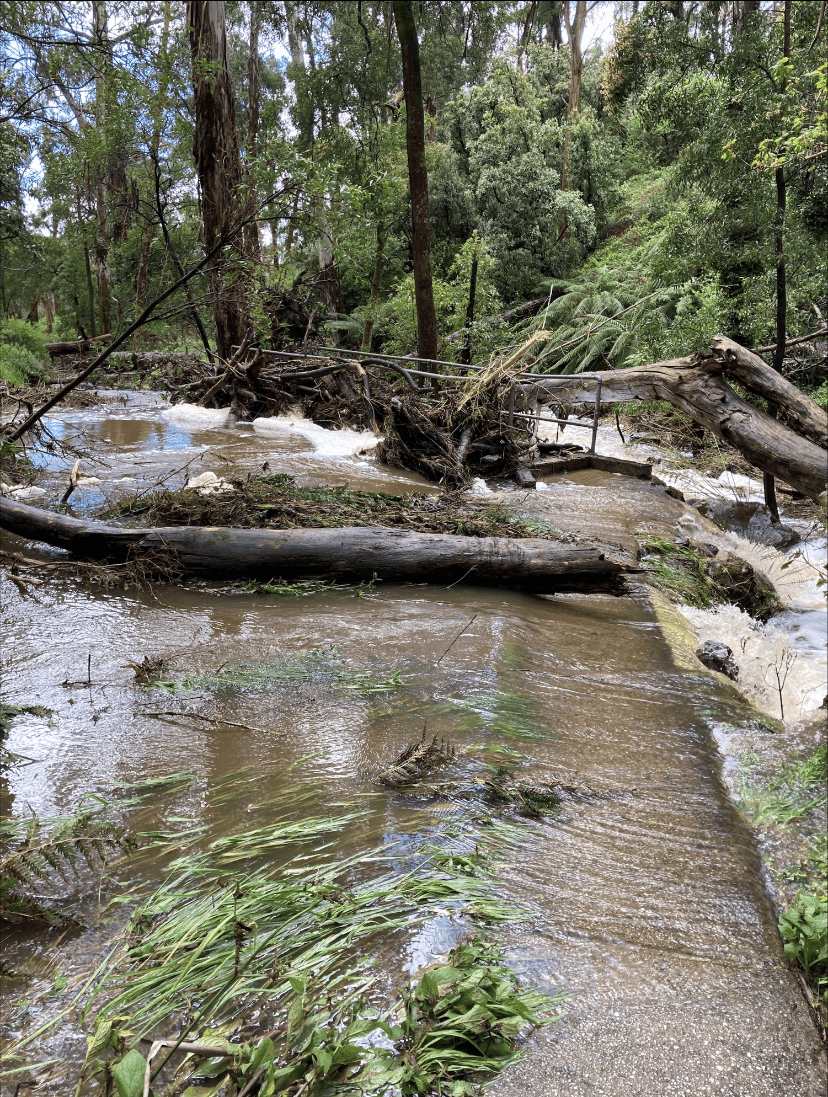 A flooded river with tree trunks and branches piling up on a concrete bridge