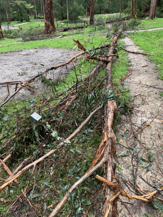 Image of healthy tree fallen over on top of a marked, empty campsite in Great Otway National Park