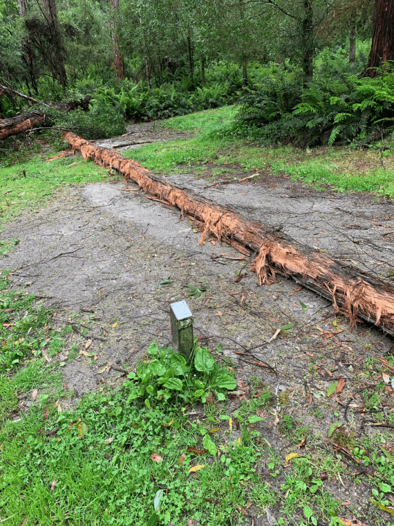 Image of healthy tree fallen over on top of a marked, empty campsite in Great Otway National Park