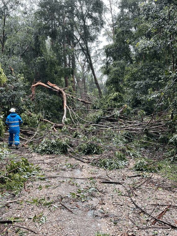A Parks Victoria staff member walking towards a group of fallen trees covering tracks at Cabbage Tree Creek Flora Reserve