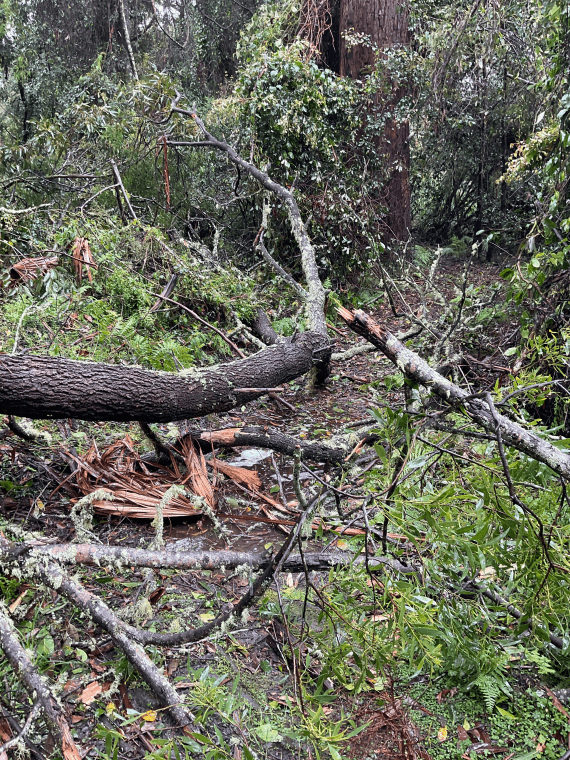 Large trees fallen across a walking track at Cabbage Tree Creek Flora Reserve