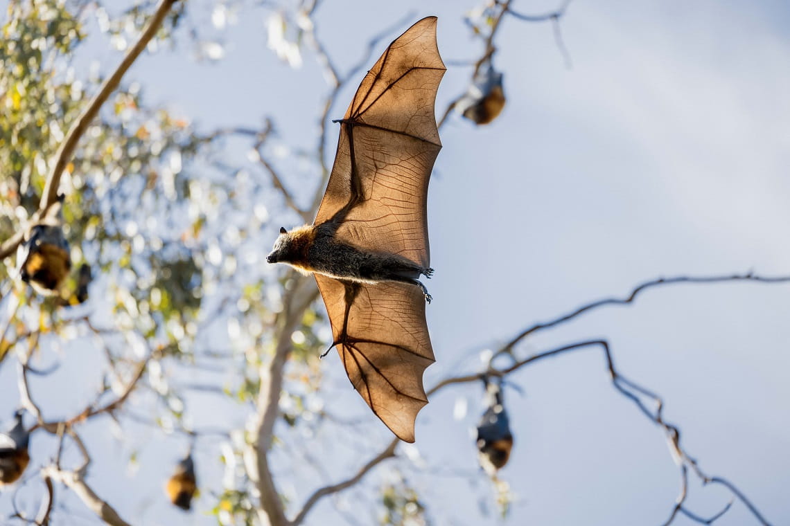 Grey-headed Flying-fox flies over Yarra Bend Park