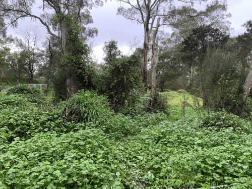 Landscape shot of Koomba Park  with long weeds