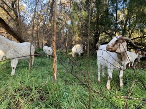 Four goats within parkland