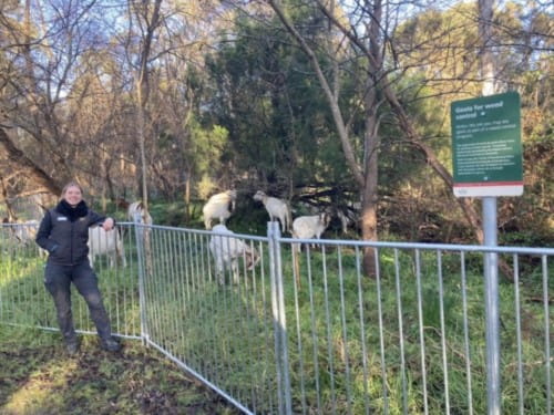 Ranger standing next to fencing which is keeping goats enclosed