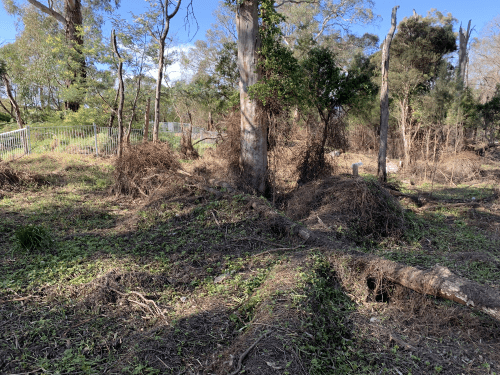 Koomba Park landscape with lots of ground visible. Most of the tall weeds are gone. 