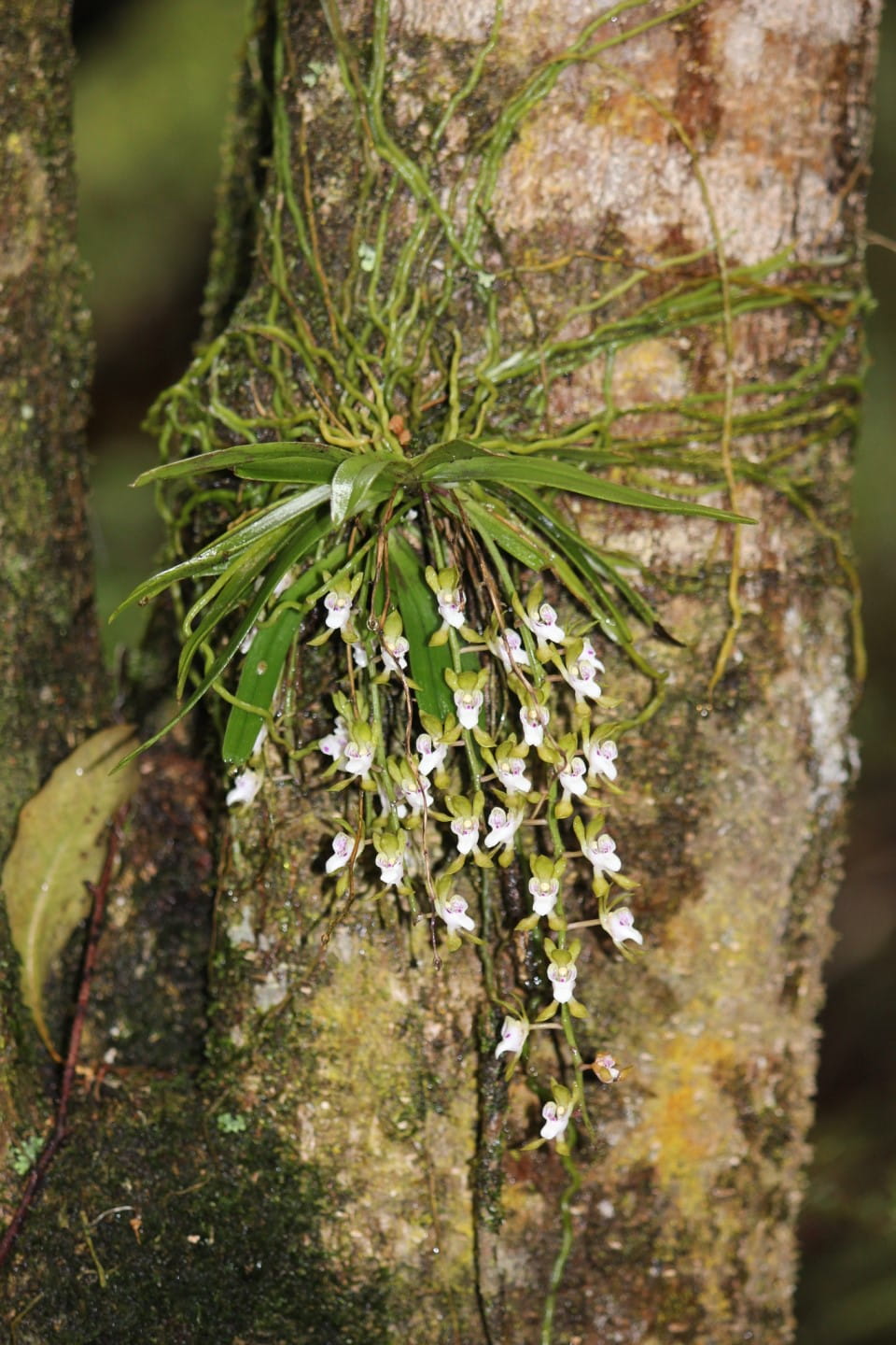 Butterfly orchid flowering. Photo taken by Matt Campbell, Friends of Morwell National Park