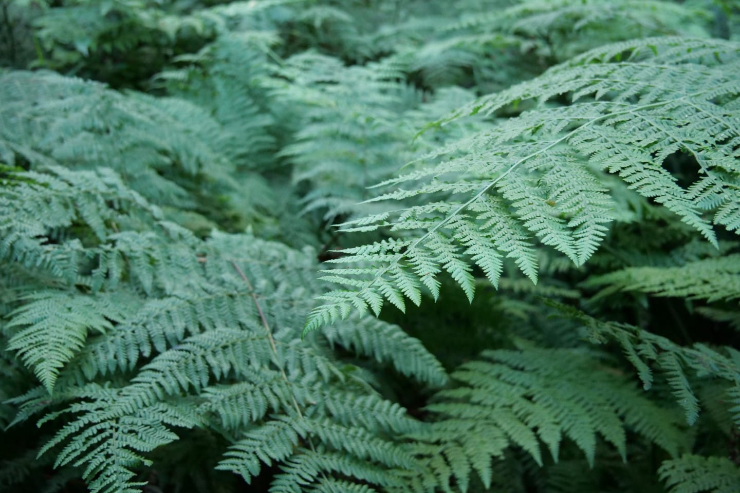 Ferns in Morwell National Park