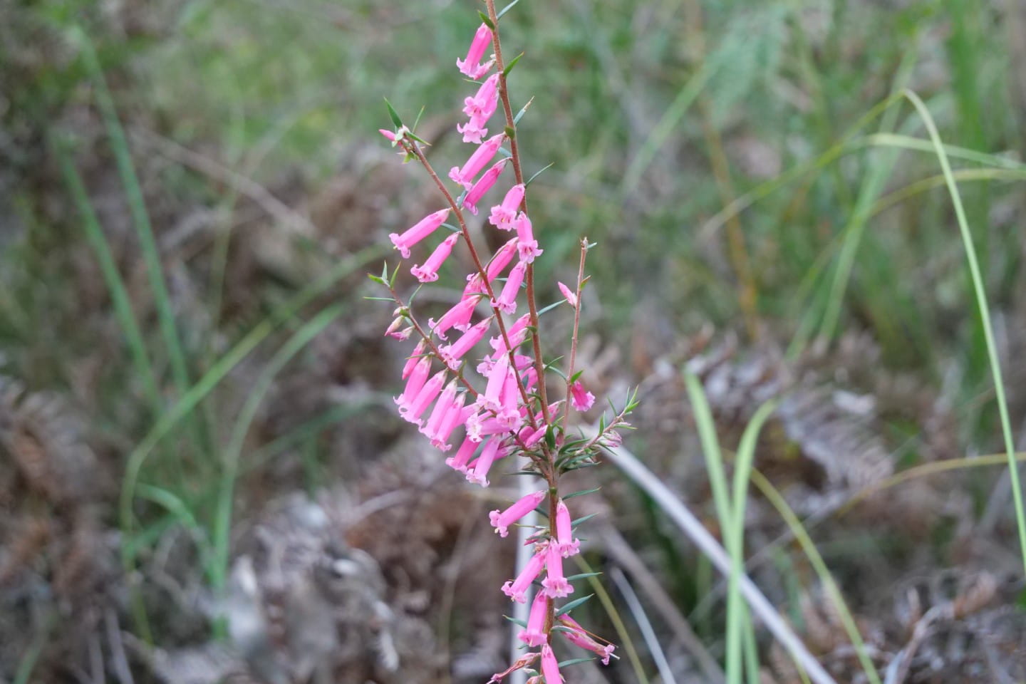 Common Heath in flower