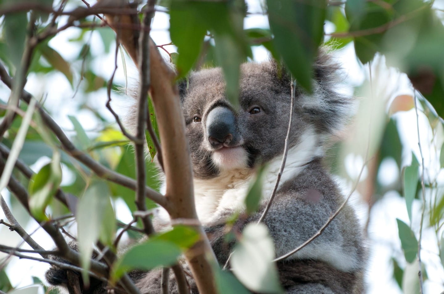 Koala