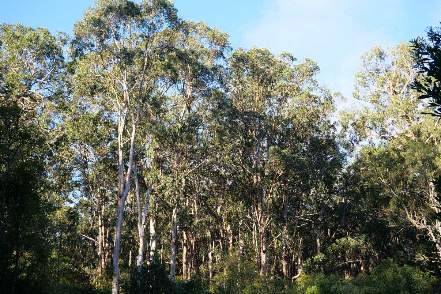 The tall trees of Morwell National Park