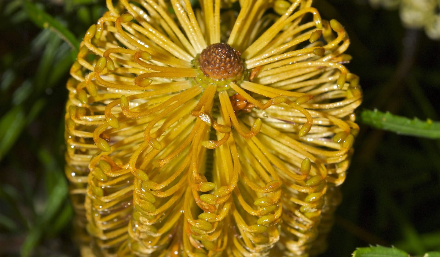 A close-up shot of a yellow banksia plant