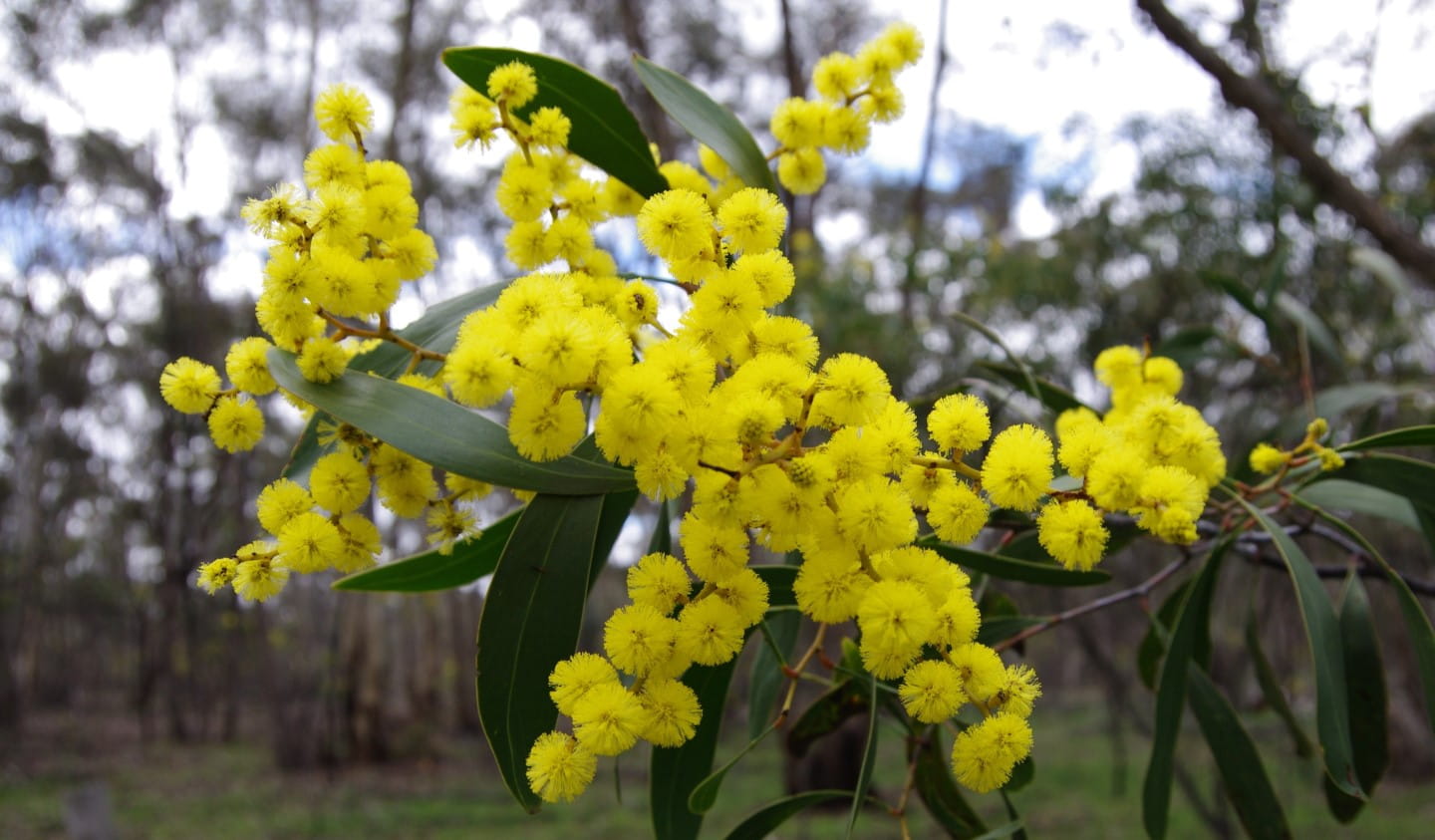 Bright yellow wattle stands out against the dark green and browns of the bush