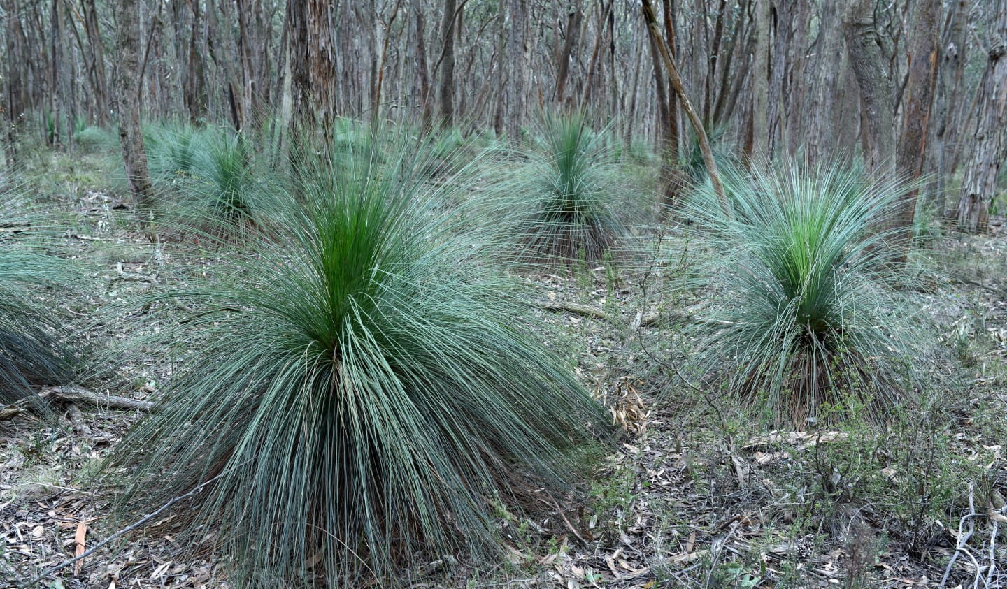 Grass trees like these in Woowookurang Regional Park provide colour and interesting textures