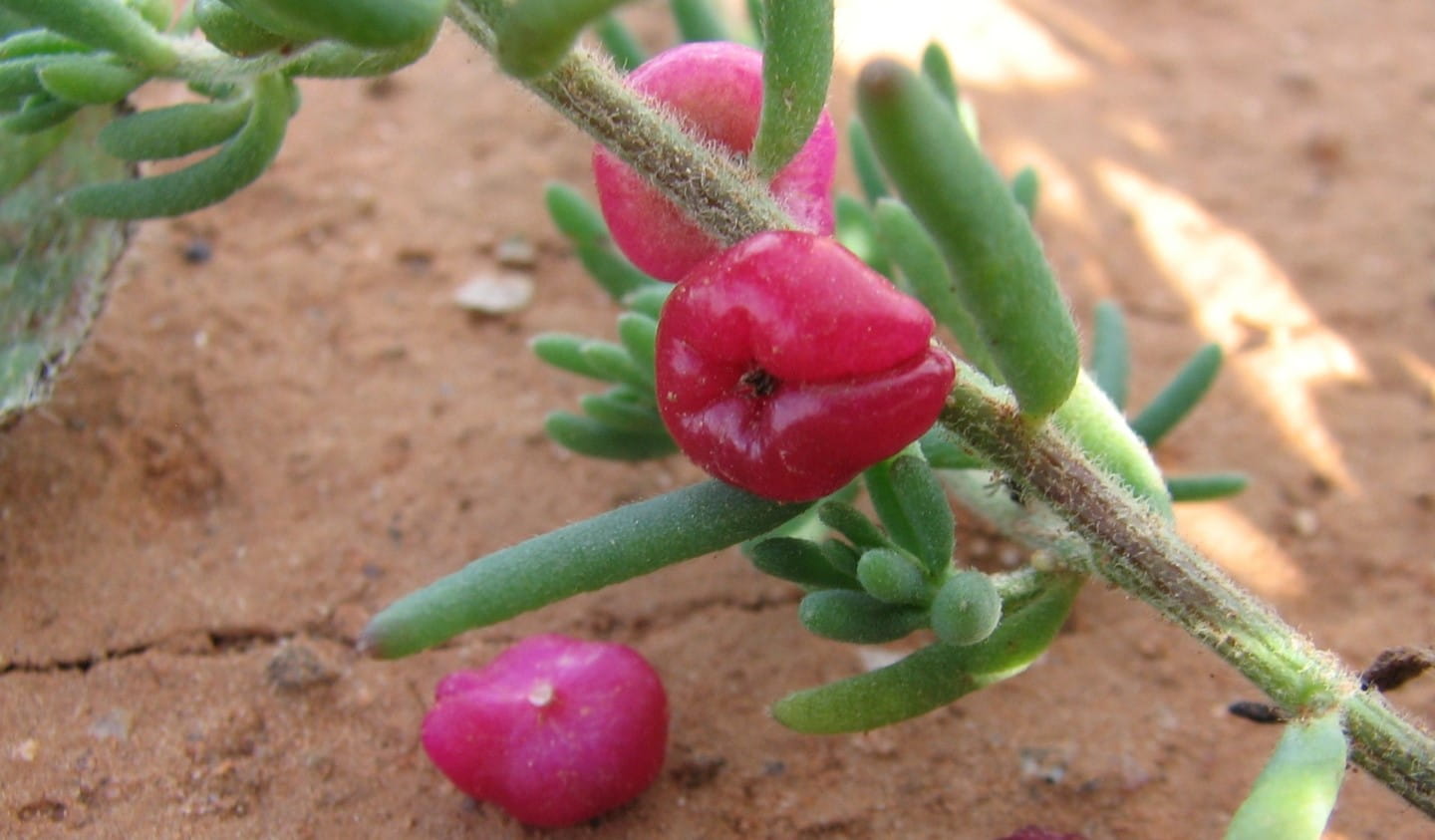Ruby saltbush is a good example of bush tucker