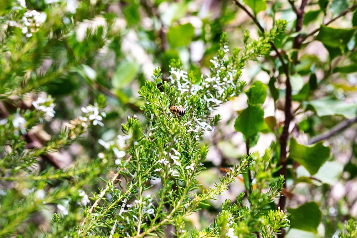 Close up of a bee on wildflowers