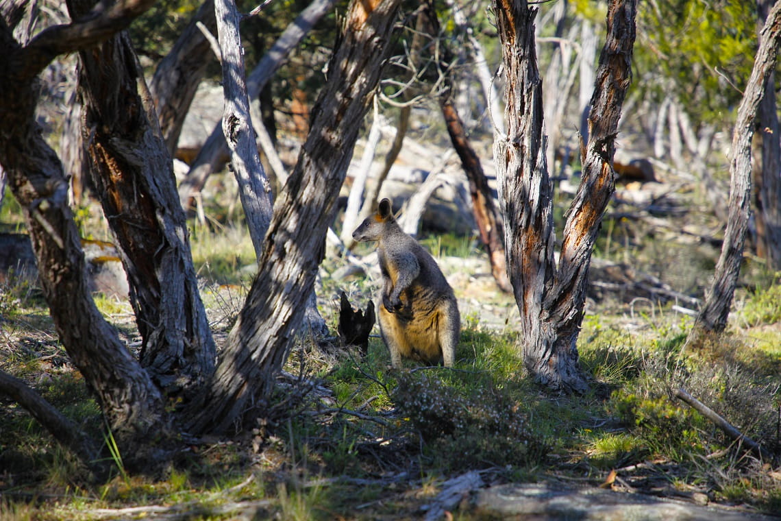 Kangaroo standing under shaded trees