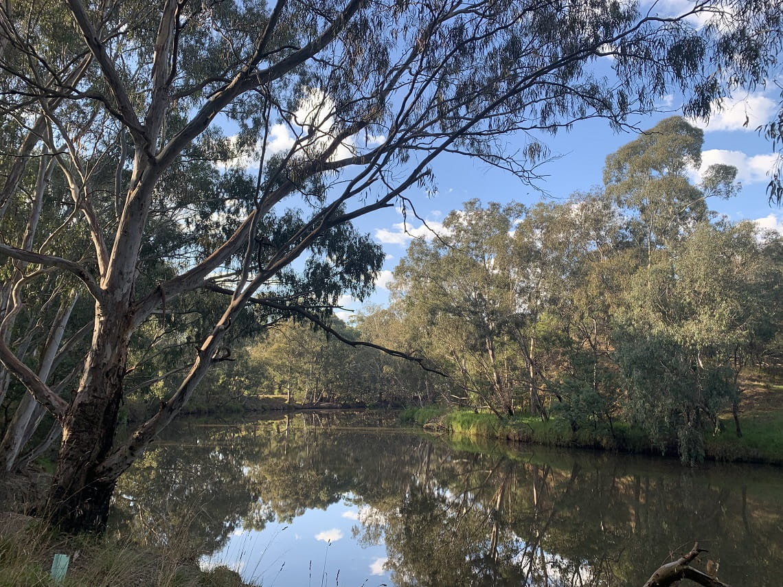 Gum trees alongside river bend in Yarra Bend Park 