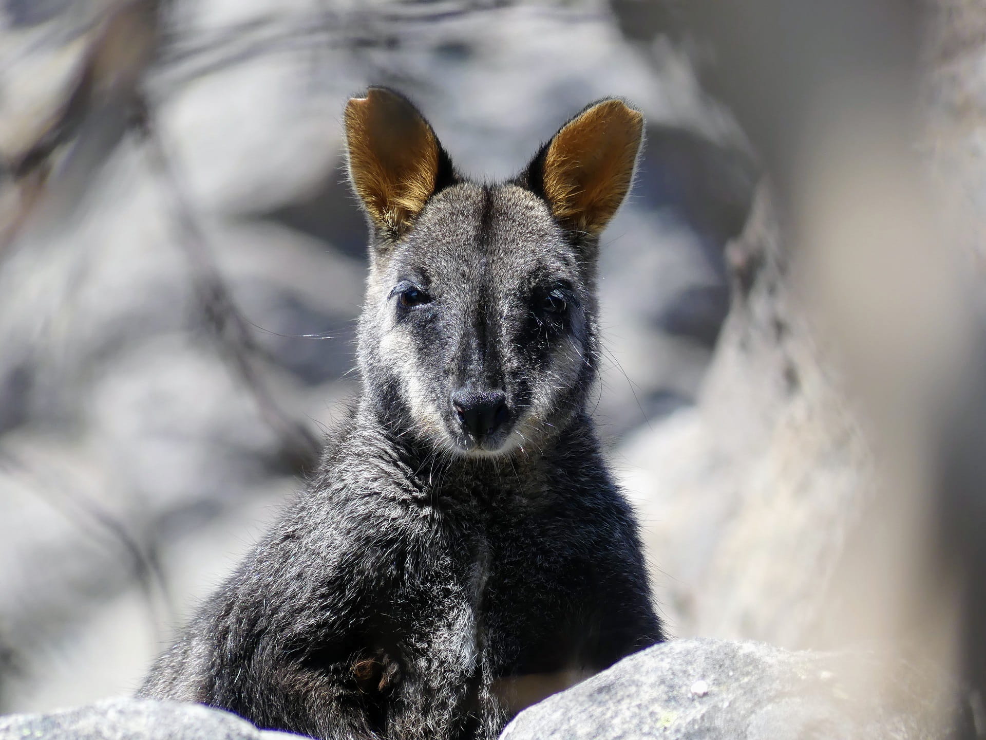 The critically endangered Brush-tailed Rock-wallaby in the Grampians (Gariwerd) National Park after the summer bushfires