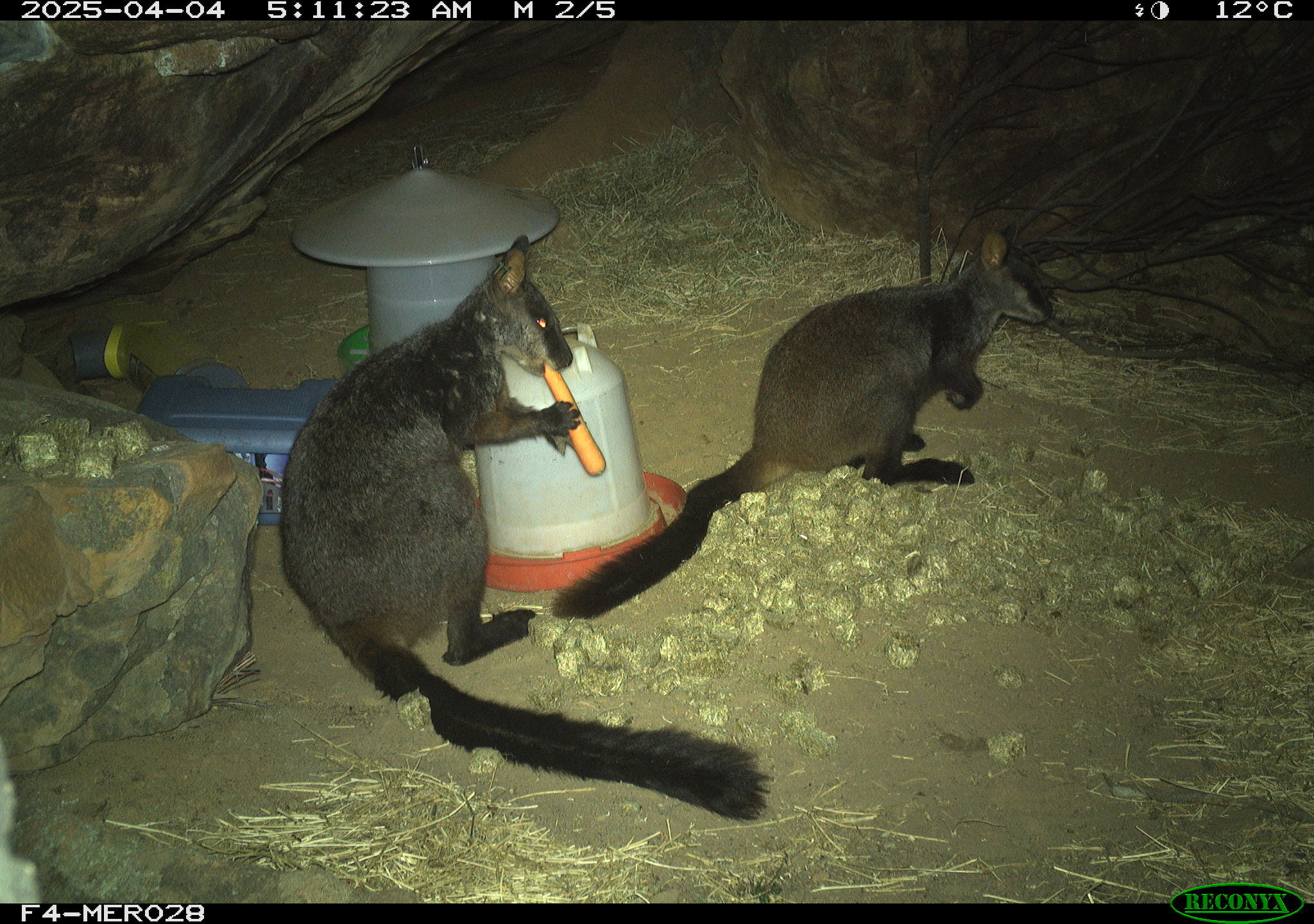 Critically endangered Brush-tailed Rock-wallabies feed on carrots at a remote feeding station in the Grampians National Park. 