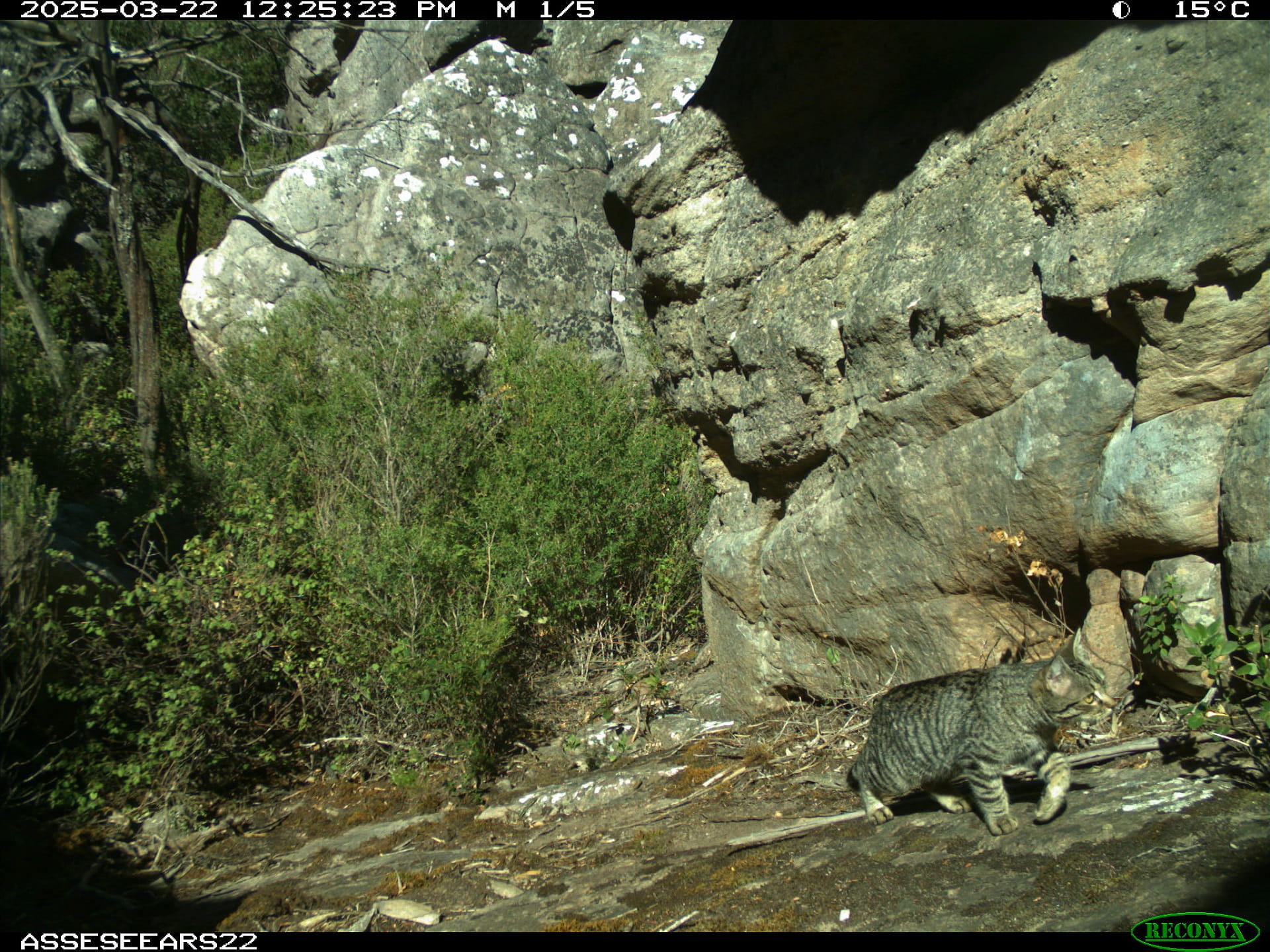 Remote monitoring cameras capture an image of a feral cat in the Grampians (Gariwerd) National Park after summer bushfires
