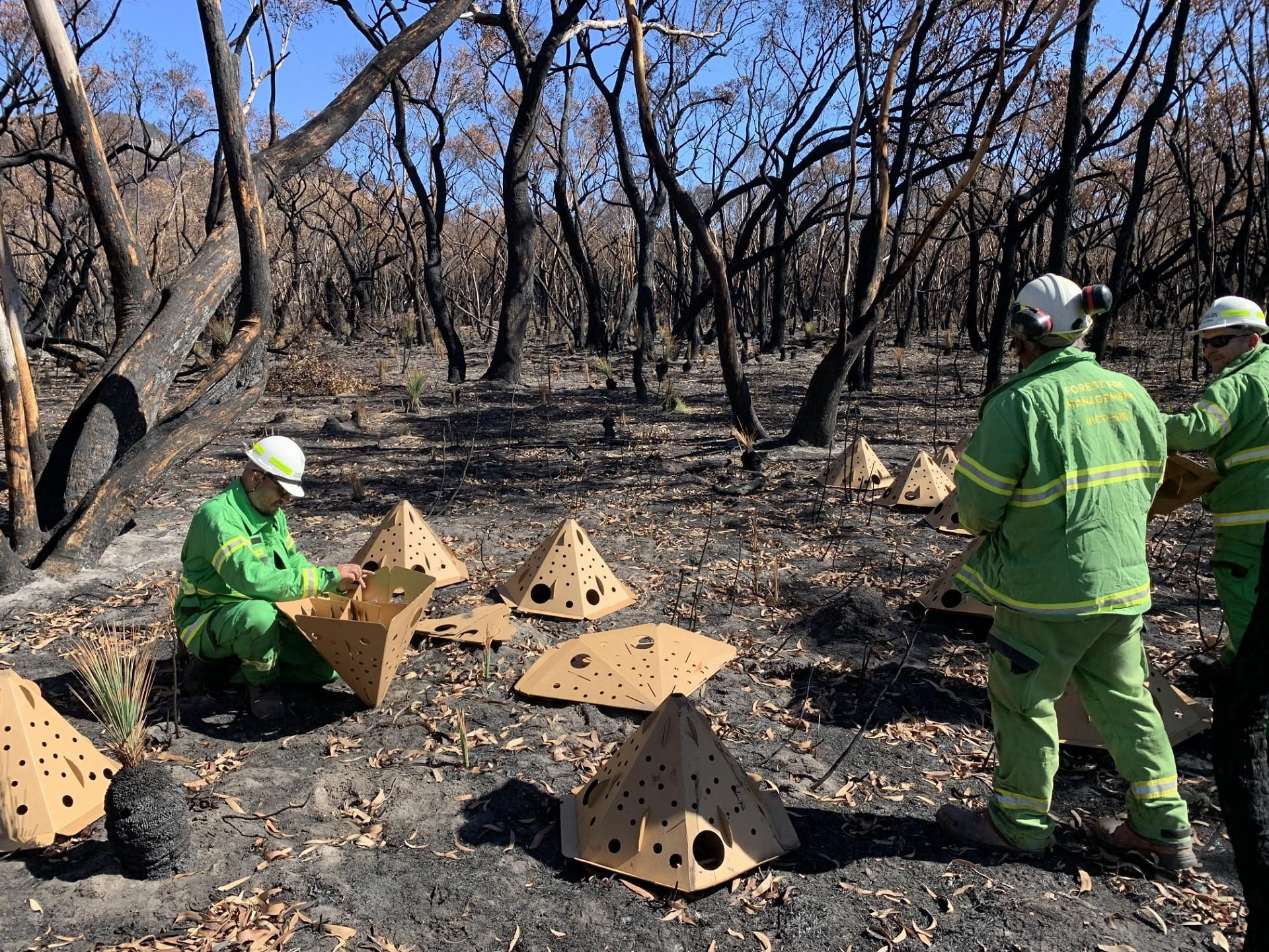 These cardboard pods provide a temporary cover for small mammals and reptiles to protect them from foxes and feral cats.