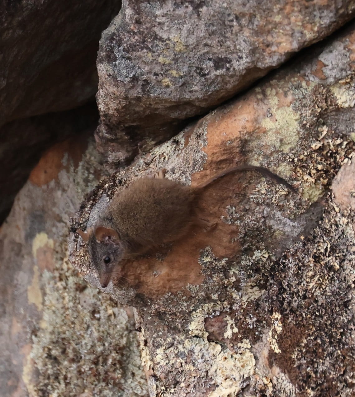 Antechinus, the tiny marsupial was spotted in the Grampians National Park less than a month after intense fires swept through the park