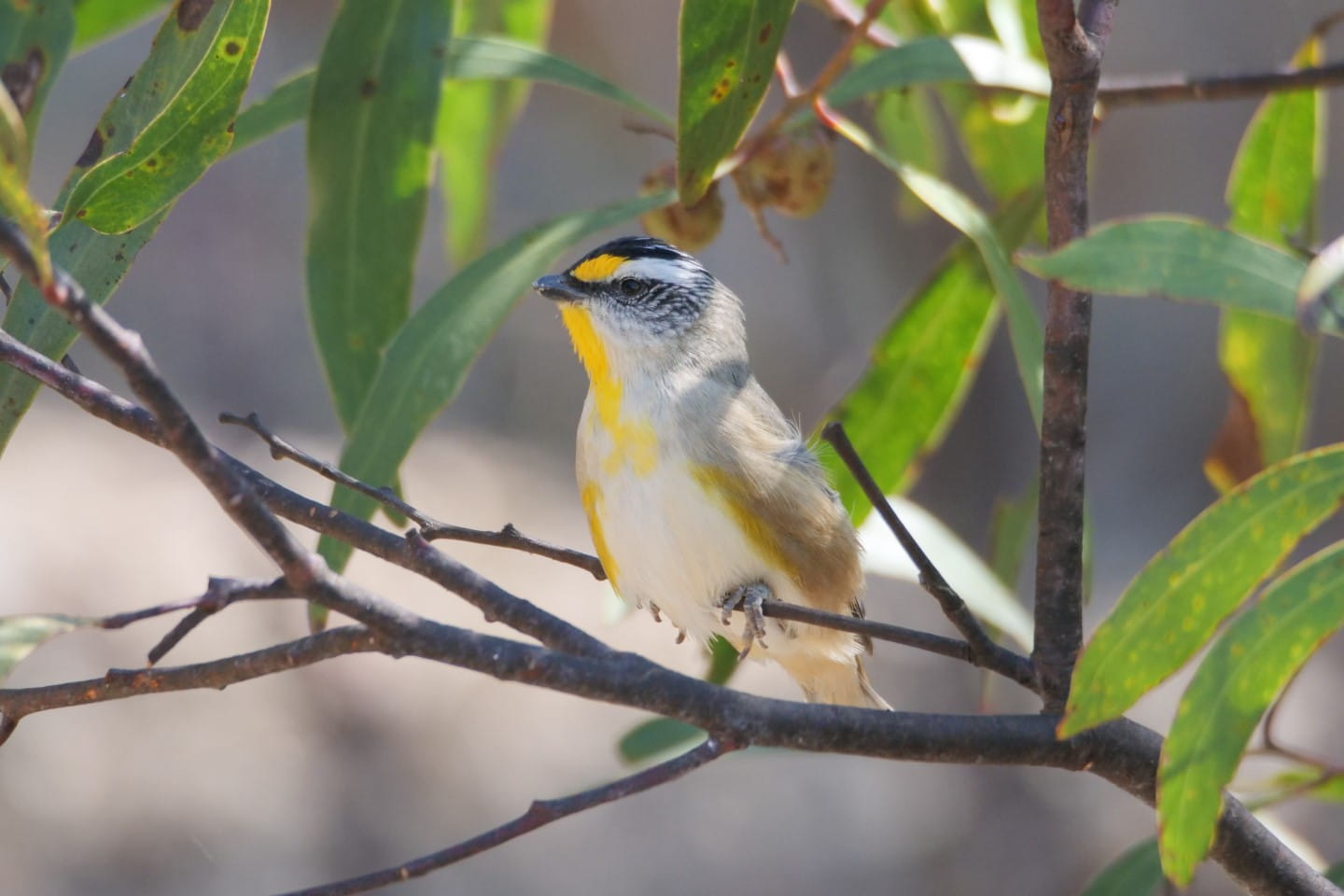 Striated Pardalote. Photographer: Paddy Naughtin