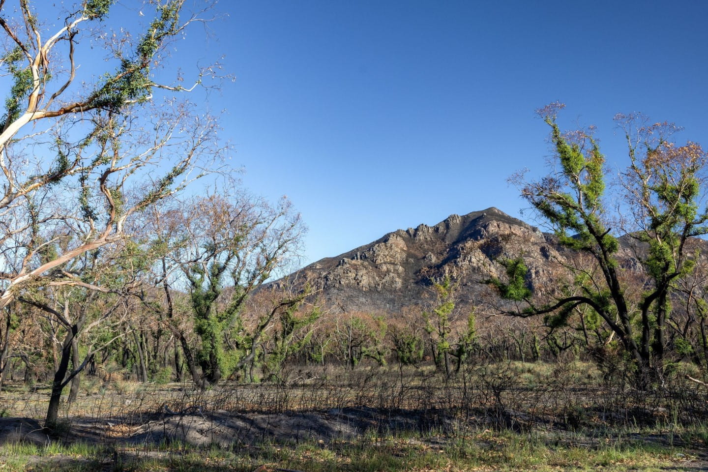 Grampians after fire
