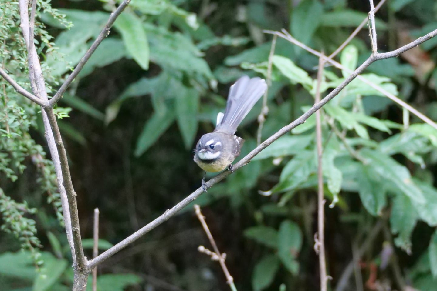 Grey Fantail. Photographer: Paddy Naughtin