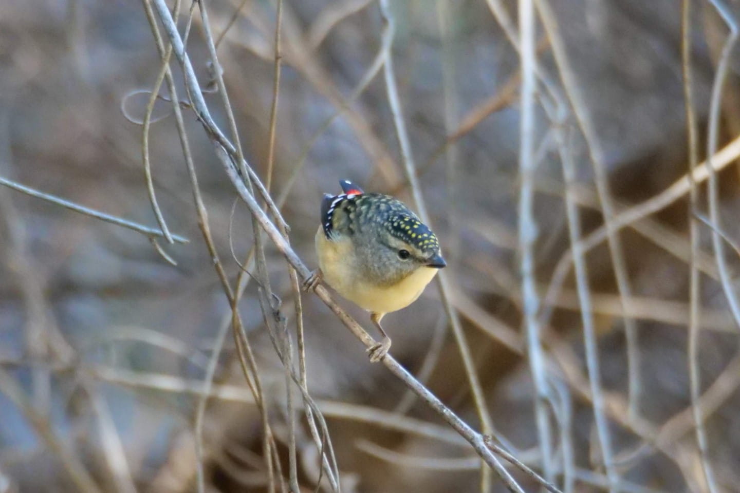 Spotted Pardalote. Photographer: Paddy Naughtin