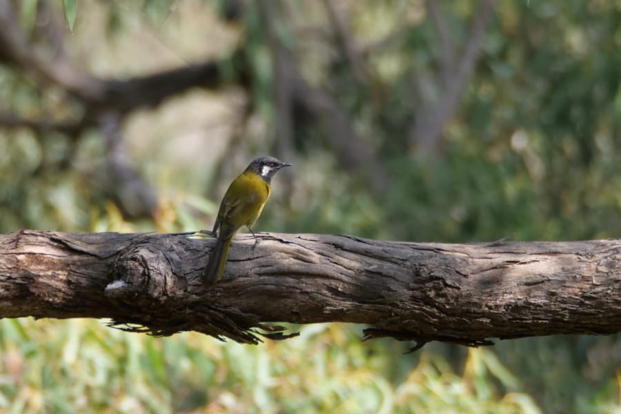 White-eared Honeyeater. Photographer: Paddy Naughtin