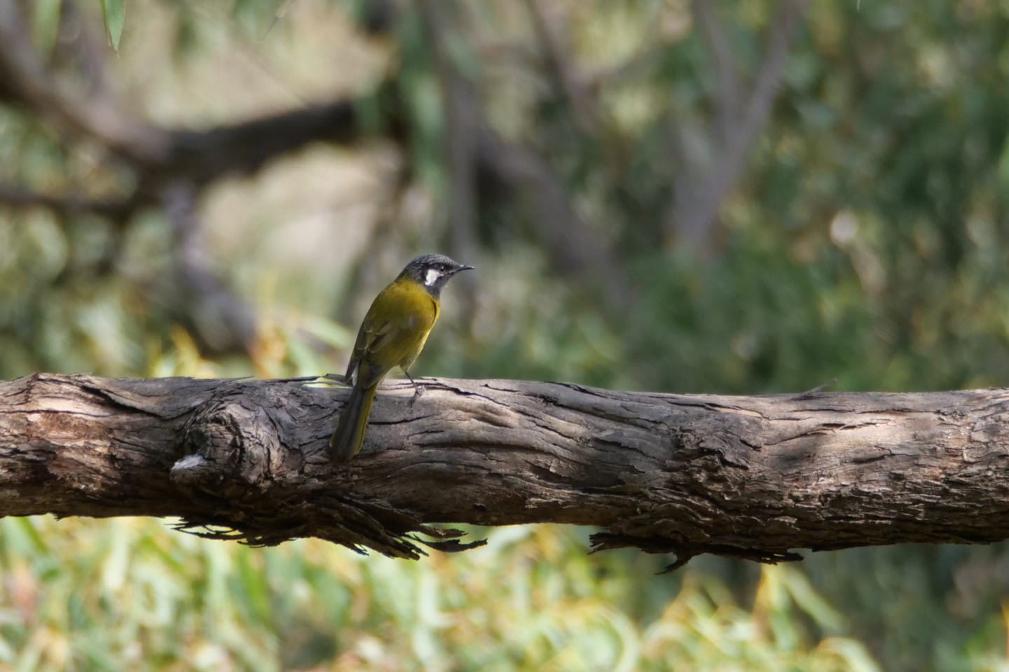 White-eared Honeyeater. Photographer: Paddy Naughtin
