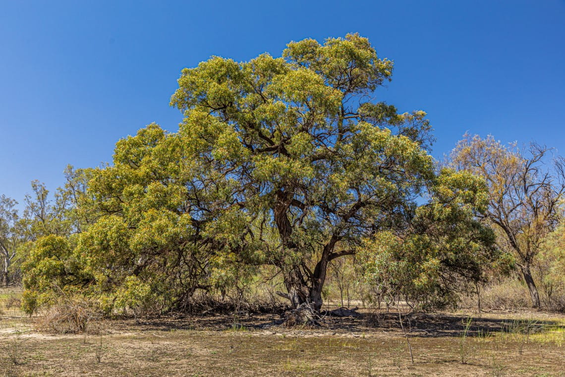 A large black box tree in Hattah Lakes in front of bright blue clear skies