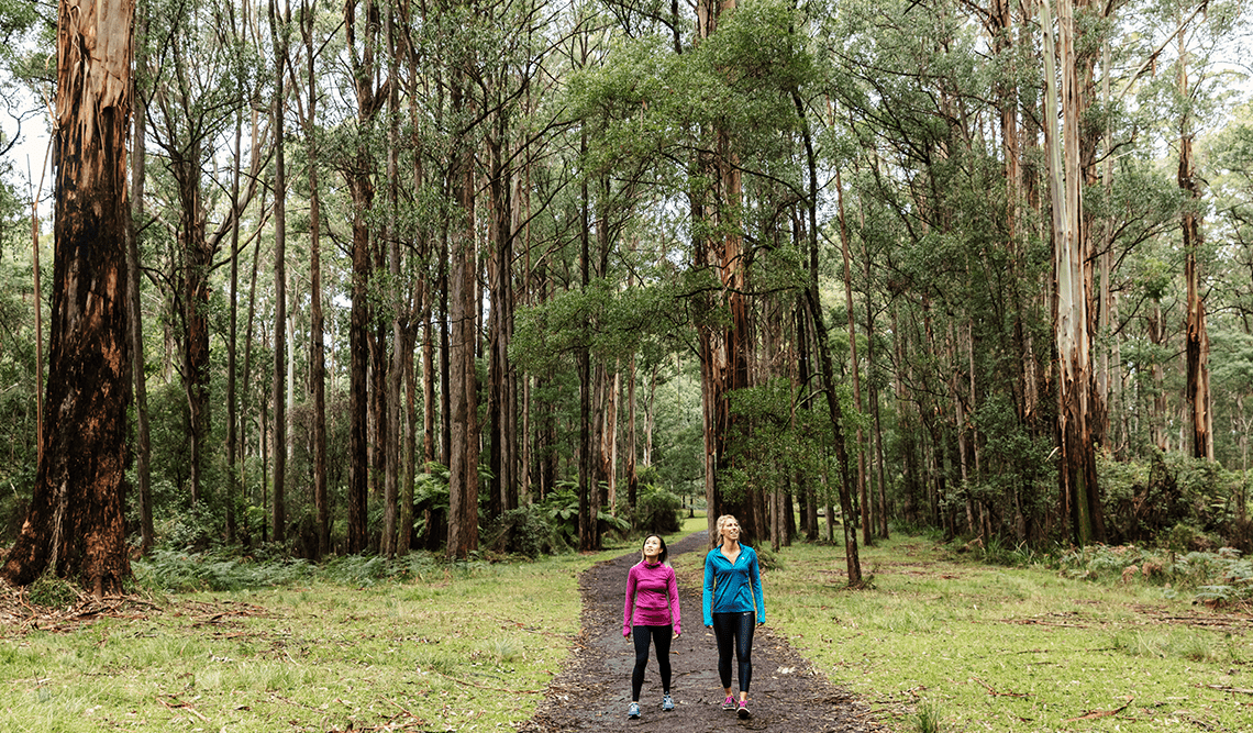 Two females in workout clothes walk through tall trees in Dandenong Ranges National Park