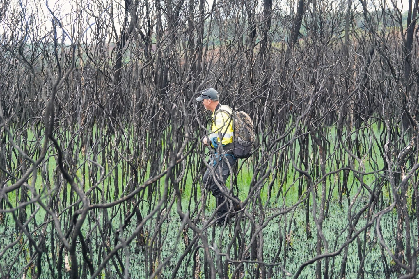 Burnt habitat at Howe Flat