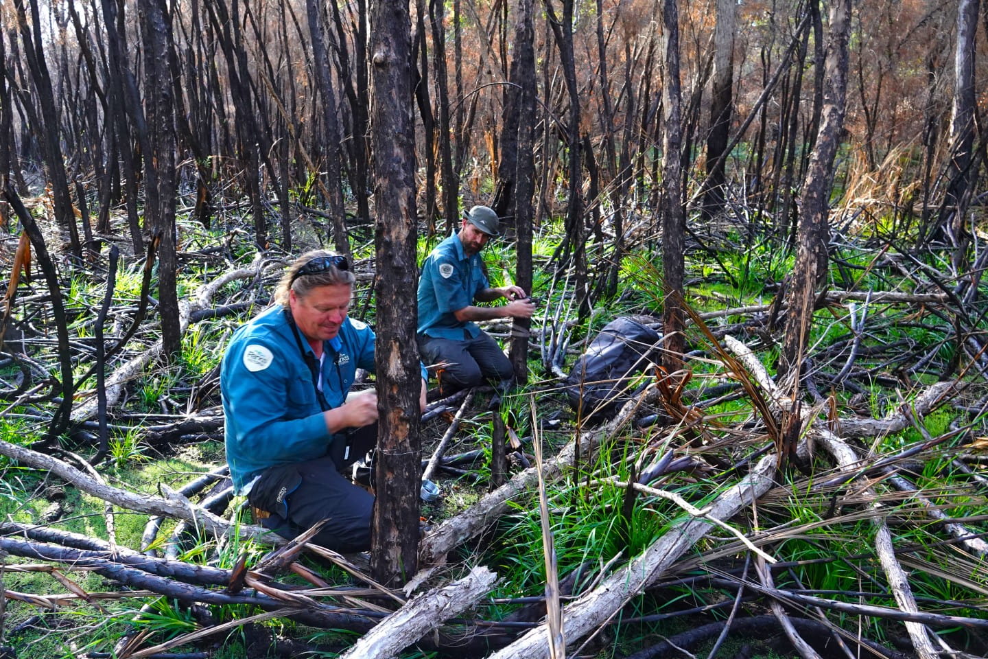 Wildlife monitoring cameras being set up at Howe Flat