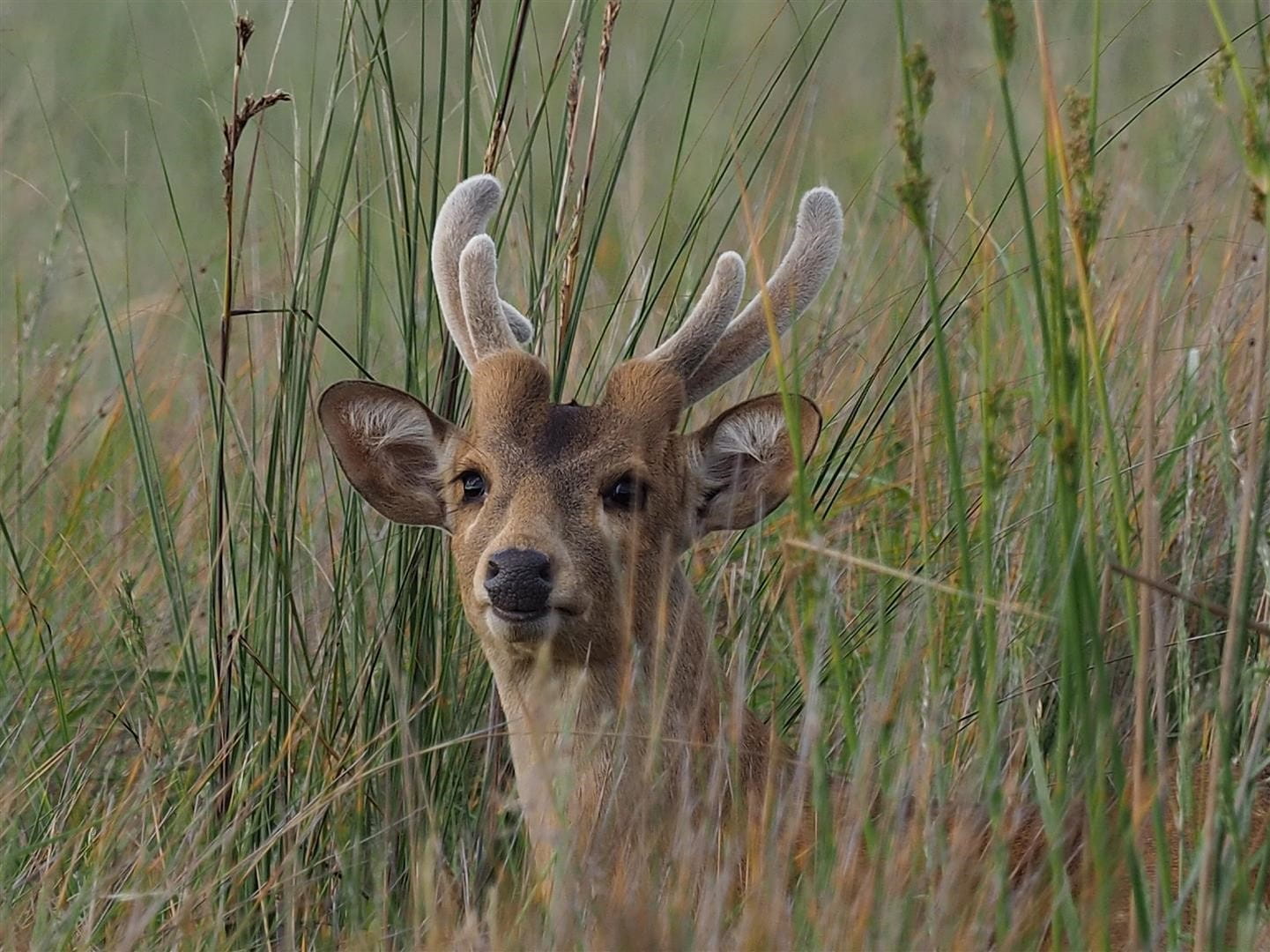 A deer with short, stubby antlers pokes its head up from among bushes and long grass